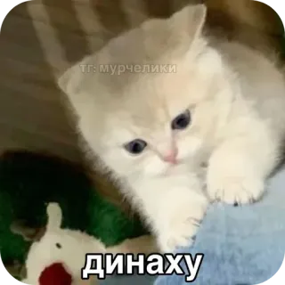 🐱 динаху chat, chaton, russe, offensant, insulte telegram sticker