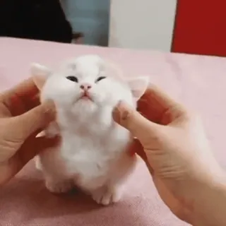 🐈 anak kucing, kucing, hewan peliharaan, lucu, binatang, berbulu, hewan domestik whatsapp sticker
