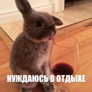 🙄 НУЖДАЮСЬ В ОТДЫХЕ rabbit, wine, need rest, animal, relaxing telegram sticker