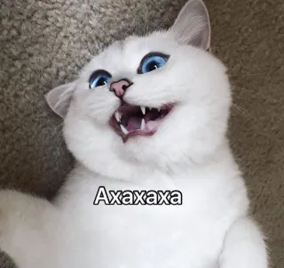 😹 Axaxaxa 猫, ミーム, 動物, ペット, ユーモア, 面白い telegram sticker