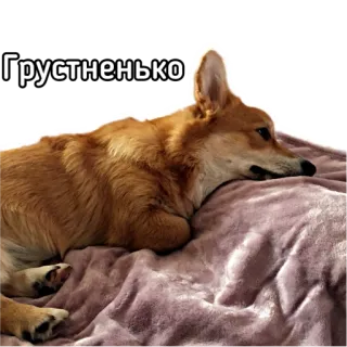 🙁 Грустненько hond, corgi, verdrietig, slaperig, schattig, dier telegram sticker
