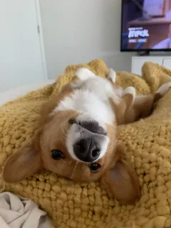 🙃 corgi, anjing, hewan peliharaan, binatang, lucu, kocak, senang telegram sticker