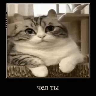 🤡 чел ты gato, meme, engraçado, russo, animal telegram sticker