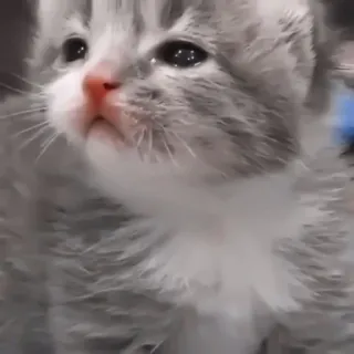 🎀 小猫, 猫, 可爱, 动物, 宠物 telegram sticker