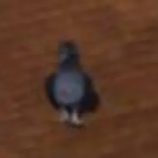 🏮 oiseau, pigeon, animal, nature whatsapp sticker