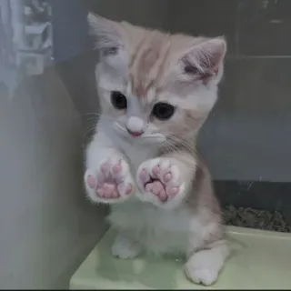 🍄 새끼 고양이, 고양이, 귀여운, 사랑스러운, 동물, 애완 동물 telegram sticker