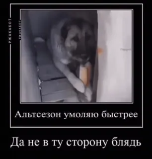 😭 Альтсезон умоляю быстрее 
Да не в ту сторону блядь 狗, 动物, 搞笑, 表情包, 吃 telegram sticker