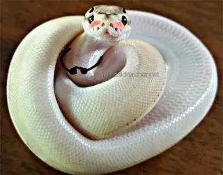☺️ Schlange, Königspython, süß, Reptil, Tier, Haustier whatsapp sticker