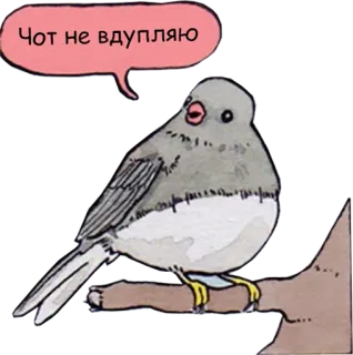 🧐 Чот не вдупляю 새, 동물, 러시아어 텍스트, 말풍선 telegram sticker