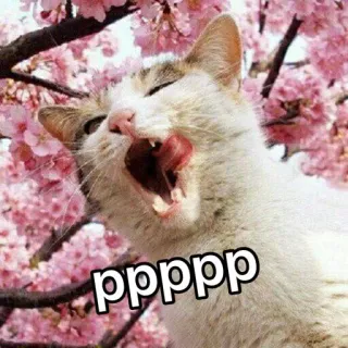 😈 ppppp кот, животное, мем, цветы сакуры, язык telegram sticker