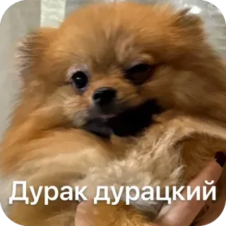 🫥 Дурак дурацкий telegram sticker