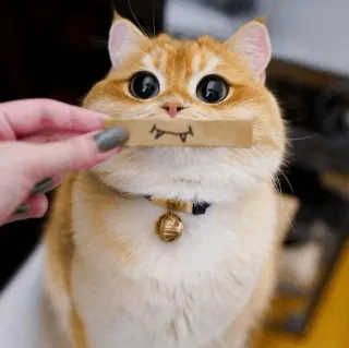 🌿 kat, kitten, schattig, dier, huisdier, cartoon tanden, grappig telegram sticker