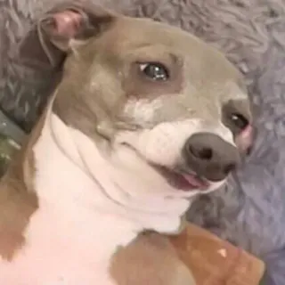 🥺 chien, lévrier italien, animal, animal de compagnie, mignon, drôle telegram sticker