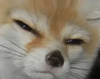 😾 Zorro fénec, Animal, Zorro, Lindo, Zorro del desierto telegram sticker