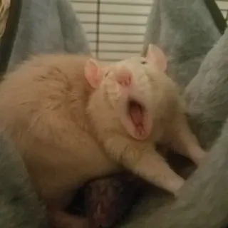 🐀 szczur, ziewanie, słodki, zwierzę, ssak telegram sticker