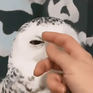 🦉 sowa, ptak, zwierzę, sowa śnieżna telegram sticker