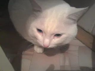 😢 кот, белый, домашнее животное, кошачий, милый, питомец telegram sticker