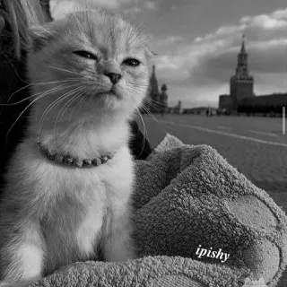 🕸 ipishy 猫, 小猫, 动物, 可爱, 宠物, 肖像 telegram sticker