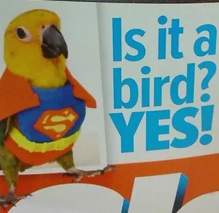 🐦 Superman Is it a bird? YES! oiseau, superman, parodie, super-héros, animal, animal de compagnie telegram sticker