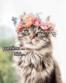 🤝 purnima .... sisi.... kucing, hewan, mahkota bunga, hewan peliharaan, hewan domestik, imut telegram sticker