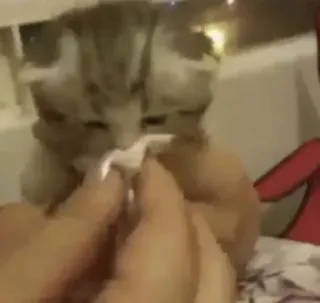 🤧 kitten, cat, animal, cute, pet whatsapp sticker