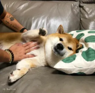 ❤️ IG Balltze dog, shiba inu, pet, animal, cute, pillow, couch telegram sticker