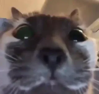 😳 gatto, animale domestico, animale, animale domestico, mammifero telegram sticker