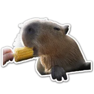 Capivaras telegram stickers