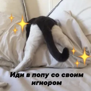 🍑 Иди в попу со своим игнором แมว, ก้น, ตลก, มีม, รัสเซีย whatsapp sticker