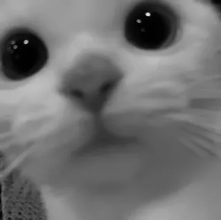 🐈‍⬛️ кот, животное, питомец, милый, глаза, мем telegram sticker