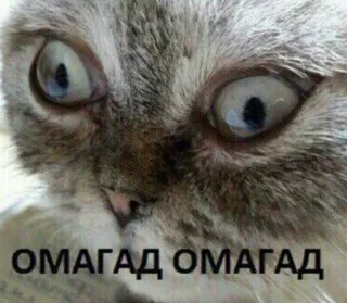 🌚 ОМАГАД ОМАГАД 猫, 表情包, 俄语, 震惊, 我的天 whatsapp sticker