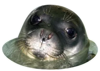 😨 animale, foca, mammifero, acqua, carino telegram sticker