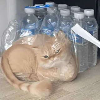 😒 cat, plastic wrap, funny, animal, pet telegram sticker