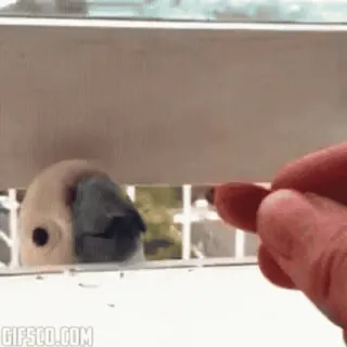 🦜 鳥, オウム, 動物, かわいい, 餌やり, 交流 telegram sticker