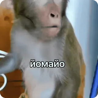 🌟 йомайо scimmia, scimmia antropomorfa, russo, meme, divertente, animale whatsapp sticker