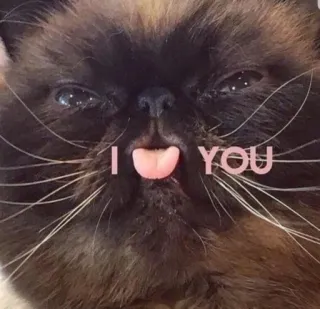 😝 I YOU แมว, ลิ้น, รัก, สัตว์, สัตว์เลี้ยง telegram sticker