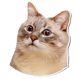 😯 кошка, животное, стикер, питомец telegram sticker