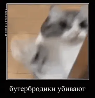 🤬 бутербродики убивают gatto, meme, russo, divertente, panino, animale telegram sticker