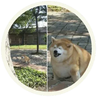 😡 perro, animal, mascota, shiba inu, lindo, naturaleza, aire libre telegram sticker