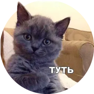 ❤ туть cat, animal, meme, gray, kitten, cute telegram sticker