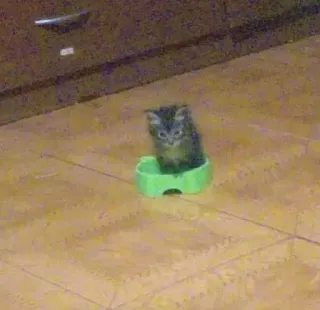 🥱 Katze, Kätzchen, Haustier, Tier, süß, klein, grüne Schale telegram sticker