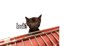 😳 boob? cat, kitten, meme, humor, funny telegram sticker