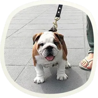 😜 бульдог, собака, питомец, животное, щенок, милый telegram sticker