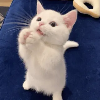 🙏 gattino, gatto, bianco, animale, carino, animale domestico telegram sticker