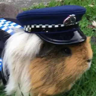 👮 guinea pig, police, animal, uniform, hat telegram sticker