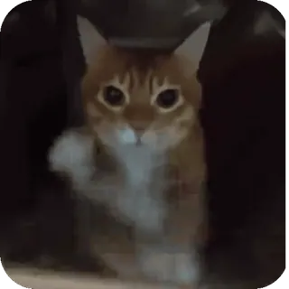 🤩 gatto, animale, animale domestico, gatto domestico, gatto arancione telegram sticker
