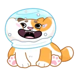 ❄ kat, dier, huisdier, schattig, ruimtehelm telegram sticker