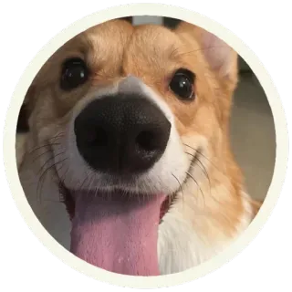 😋 собака, корги, животное, питомец, милый, счастливый, язык whatsapp sticker