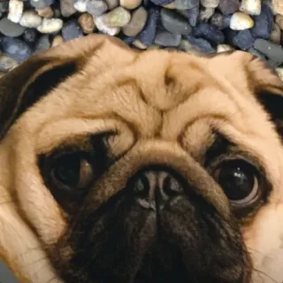 🗿 mops, pies, szczeniak, zwierzak, zwierzę telegram sticker