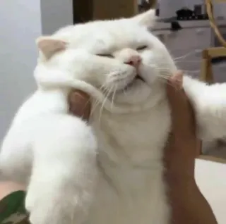 😐 kucing, hewan, putih, hewan peliharaan, lucu, domestik telegram sticker